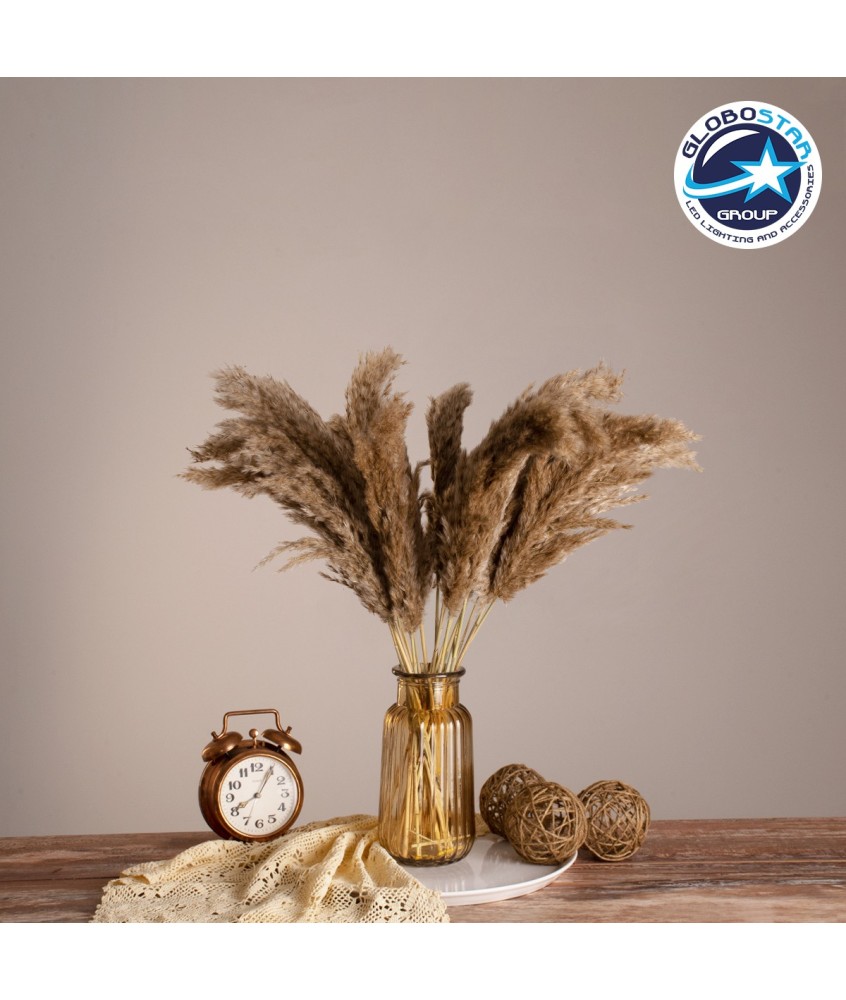 GLOBOSTAR® PAMPASGRASS 36544 Αποξηραμένο Διακοσμητικό Μπουκέτο Γρασίδι της Πάμπας - Μπεζ & Καφέ - Μ20 x Π20 x Υ60cm - Πακέτο 20 Τεμαχίων